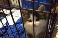 蓝猫白爪子是什么品种？ 踏雪猫品种