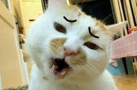 香蕉猫表情包怎么获得？ 猫表情包gif