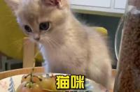 猫可以吃什么水果和蔬菜？ 猫咪可以吃什么水果和蔬菜
