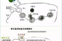 环糊精是什么？ 环糊精是什么