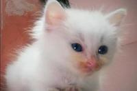 为什么说折耳猫很可怜？ 折耳猫是天生的还是人为的