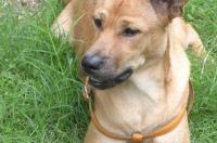 中华田园犬品种大全 中华田园犬大全可爱