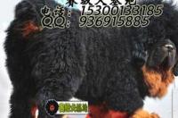藏獒都有哪些品种啊 大概多少钱？ 狮头藏獒多少钱