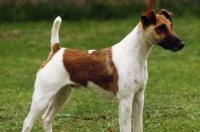 猎梗犬硬毛与短毛怎样分辨？ 短毛猎狐梗犬