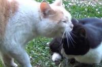 科拉特猫和蓝猫的区别？ 科拉特猫和蓝猫的区别
