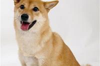 中华田园犬多少钱一只了解中华田园犬价格？ 田园犬价格