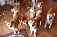 一个月的豆柴比柴犬大么？ 豆柴和柴犬区别