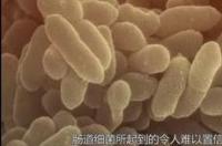 硫酸锌对大葱有什么用？ 硫酸锌对人体的作用