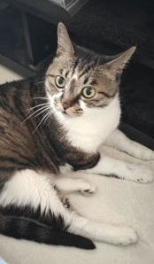 宠物猫饲养方法？ 适合家养的宠物猫