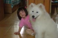 如何训练萨摩狗狗在坐便大小便？ 萨摩耶成犬训练大小便