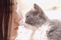 橘白高地猫好养吗？ 高地猫好养吗