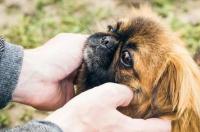 狗狗市场价排名~现在市场平均的价格？ 京巴犬的市场价