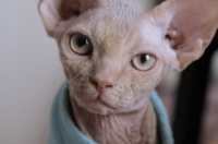 德文卷毛猫颜色哪个贵？ 德文卷毛猫最贵的颜色