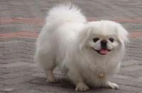 京巴犬去哪里买，京巴犬多少钱一只？ 京巴犬修造型