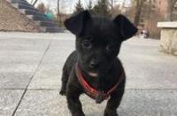 这个小黑狗是什么品种啊谁知道？ 小黑狗品种大全集及