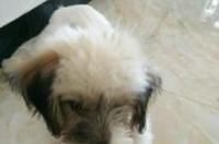 哈瓦那犬一般多重？ 哈瓦那犬价格