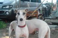 比特犬一般什么颜色较纯？ 黑色惠比特犬