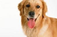 金毛犬是哪个国家的？ 金毛犬是哪个国家的犬