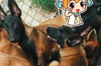 马犬什么颜色最贵？ 红马犬贵还是黑马犬贵
