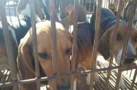杜高猎犬哪有卖？价格多少？ 猎犬市场
