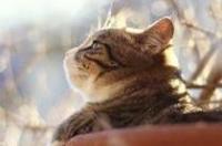 猫拉肚子该怎么办？ 猫咪拉稀怎么办