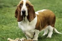 巴吉度犬的如何判断优劣？ 巴吉度猎犬简介