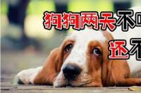 狗狗两天不吃东西了，很没精神怎么办？ 狗狗两天不吃东西怎么办