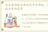 适合玻璃瓶水养的花草有哪些，适合玻璃瓶水养的花草