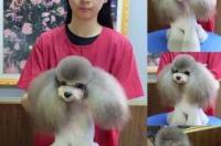 新手怎么学宠物美容技术？ 宠物美容可以自学吗