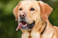 怎么样识别拉布拉多犬？ 拉布拉多犬照片