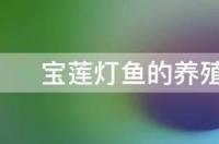 宝莲灯花的养殖方法和注意事项？ 宝莲灯鱼的养殖方法和注意事项