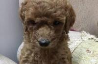 泰迪犬价格？ 泰迪什么价格