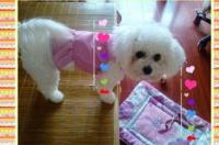 狗狗衣服制作教程 怎么给狗狗做衣服简单