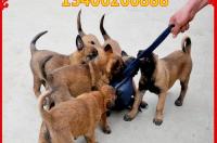 斯塔福犬大概多少一只？ 英国斯塔福犬多少钱一只