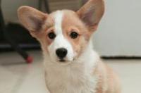 柯基幼犬腿长多少？ 威尔士柯基犬幼犬