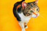 猫鼻支和感冒的区别，怎样区别猫鼻支和感冒？ 怎么区分猫鼻支和感冒