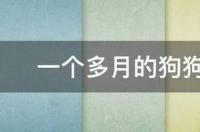 一个多月的狗狗可以吃什么水果 狗狗可以吃的水果