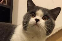 英短蓝猫眼睛有几种颜色啊？ 英短猫有几种颜色