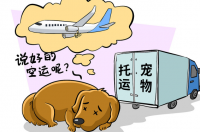 宠物托运需要多少钱？ 飞机宠物托运需要多少钱