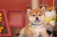 柴犬贵还是泰迪贵？ 柴犬价格贵吗