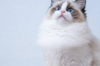 布偶猫价格一般要多少钱？ 布偶猫价格大全