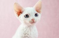 德文卷毛猫缺点？ 德文卷毛猫性格