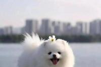 养博美犬的注意哪些事项 博美犬的饲养方法及三大注意事项