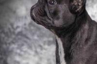 短毛犬有哪些品种？ 短毛犬
