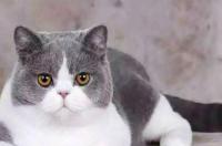 英国短毛猫花色蓝白能活多少年？ 蓝白英短猫