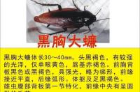 蟑螂，吃什么？ 蟑螂吃什么
