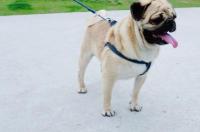 适合农村养的小型犬？ 巴哥犬适合农村养吗