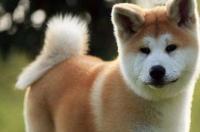秋田犬成年是什么型？ 成年秋田犬