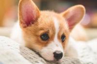 狗狗感冒了吃什么感冒药好？ 狗狗感冒发烧吃什么药管用
