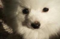 博美犬都有什么系？ 美系博美pk英系博美